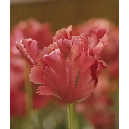 Close-up of red tulips of the Fantasy variety against a blurred background of flowers.