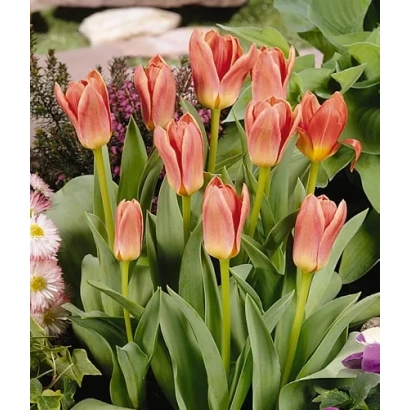 Pink-orange tulips against a green background - Fashion