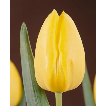 Желтый тюльпан на темном фоне - Фатс Домино