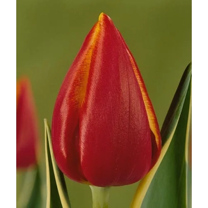 Красный тюльпан сорта Фернанда на зелёном фоне - Фэрнанда