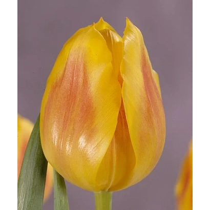 Желтый тюльпан сорта Фэстивал на фиолетовом фоне