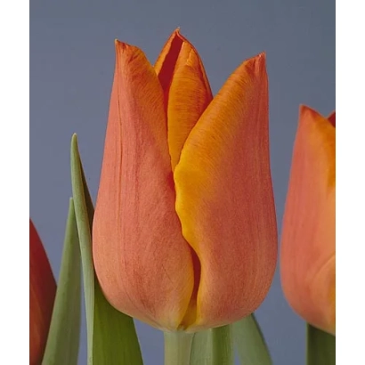 Тюльпаны оранжевого цвета на синем фоне - Фидэлио