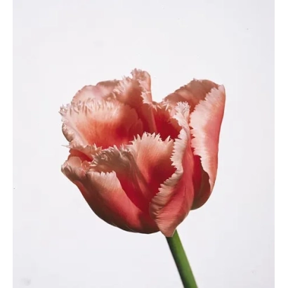 Тюльпан сорта Финэ Арт на белом фоне