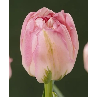 Розовый тюльпан сорта Финола на темном фоне