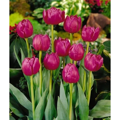 Тюльпаны Фиона на фоне цветника