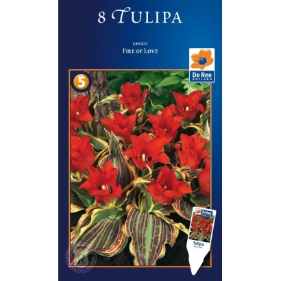Пакет семян тюльпанов Fire of Love - Файер оф Лов