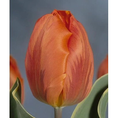 Тюльпан оранжевого цвета на фоне - Файер Квин
