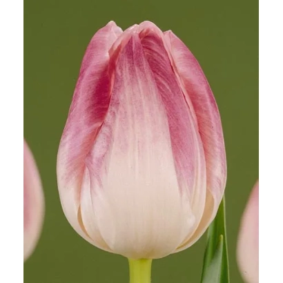 Тюльпан сорта First Class на зелёном фоне - Фирст Класс