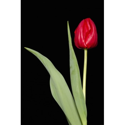 Красный тюльпан на черном фоне - Фирст Лион