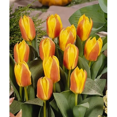 Тюльпаны сорта First Love на фоне зелени - Фирст Ловэ