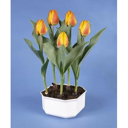 Тюльпаны Флаир в белом горшке на синем фоне