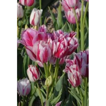Тюльпаны розово-белого цвета с полосатыми лепестками - Фламинг Клаб