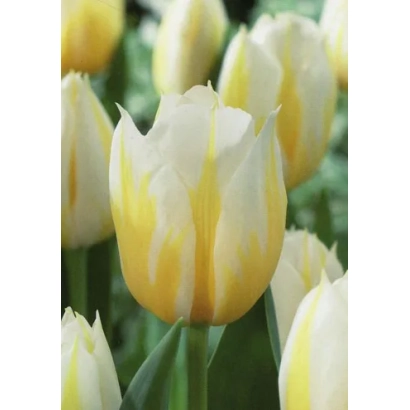Желто-белые тюльпаны сорта Фламинг Кокуетте на фоне зелени