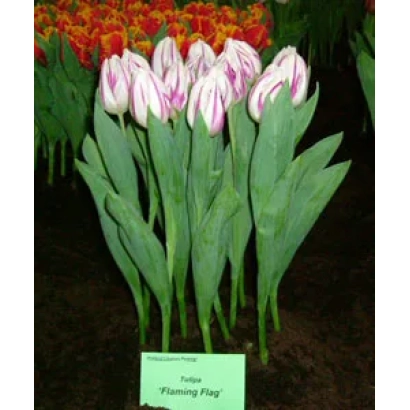 Тюльпаны Flaming Flag - Фламинг Флаг