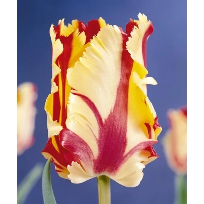 Тюльпан Фламинг Паррот с красно-желтыми лепестками на синем фоне