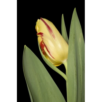 Желтый тюльпан с красными полосами на темном фоне - Фламинг Перфектион