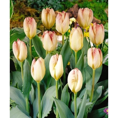 Тюльпаны Фламинг Пурисима на фоне зелени - Фламинг Пуриссима