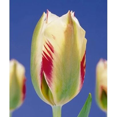 Тюльпан Фламинг Спринггрин на синем фоне - Фламинг Спринггрээн