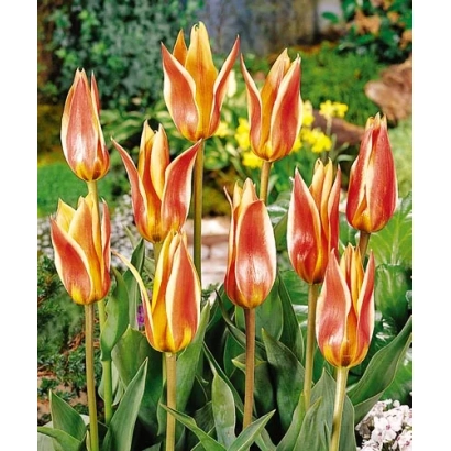 Тюльпаны сорта Фламинг Стар на фоне сада