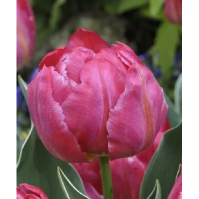 Крупный план розового тюльпана на фоне зелени - Флаш Поинт