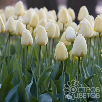 Поле тюльпанов сорта Флорадейл на фоне зеленого листа