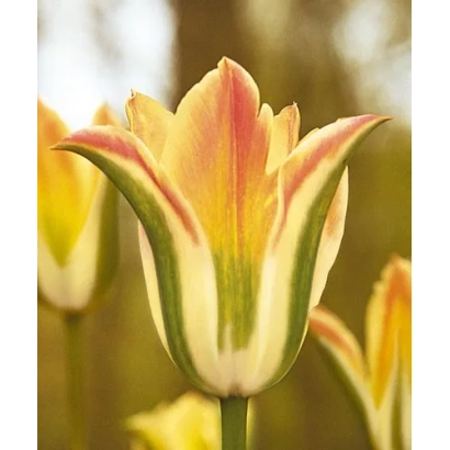 Тюльпаны сорта Флороса на фоне поля