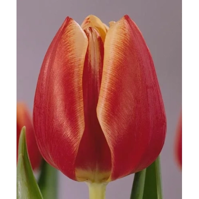 Красный тюльпан сорта Фловэр Принцэсс