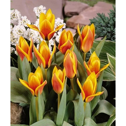 Тюльпаны Фловердаль | Flowerdale на фоне камней и зелени