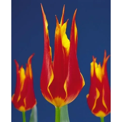 Тюльпаны сорта Флай Авэй на синем фоне