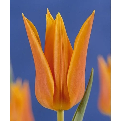 Оранжевый тюльпан на синем фоне - Фоккэр Фан-Фан