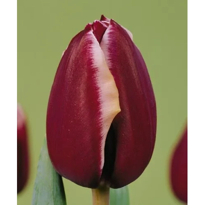 Тюльпан сорта Фонтаинеблеау на зелёном фоне - Фонтаинэблэау