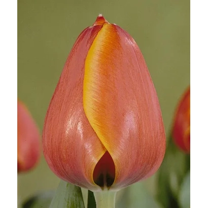 Тюльпан сорта Форготтэн Дримс на зеленом фоне