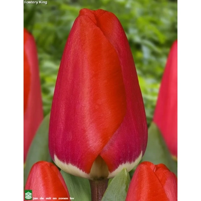 Red tulips of the Fostery King variety against a green background