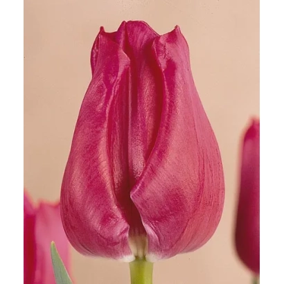 Tulip variety Frances Bremer on light background