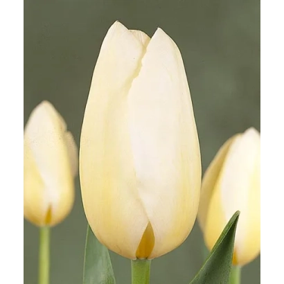 White tulips on a green background - Francoise / French