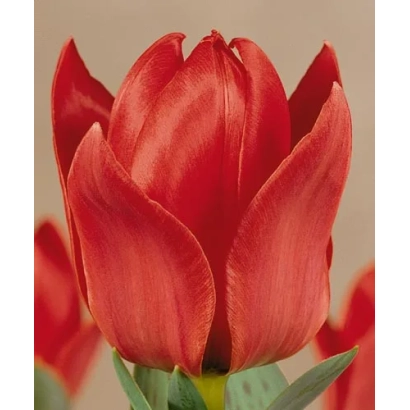Red tulip on neutral background - Franz Liszt