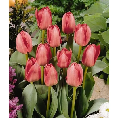Red-pink tulips against green foliage - Free World
