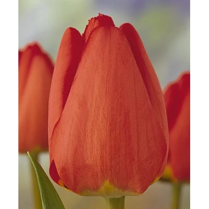 Red tulip variety Fringed Apeldoorn against blurred flowers