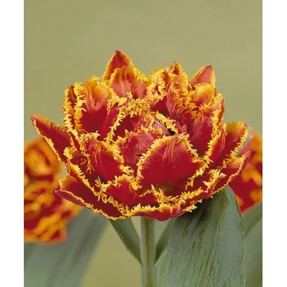 Close-up of Fringed Beauty tulip with red-orange petals and yellow fringed edges