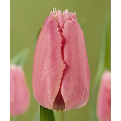 Pink tulip on green background - Fringed Family