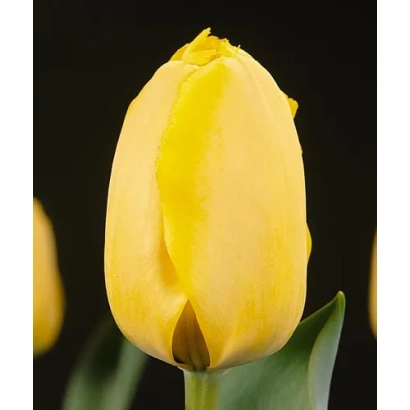 Yellow tulip Fringed Golden Apeldoorn on black background