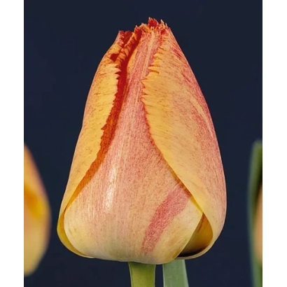 Tulip variety Fringed Rhapsody on dark background