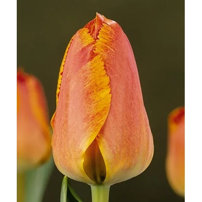 Tulip variety Fringed Solstice on dark background