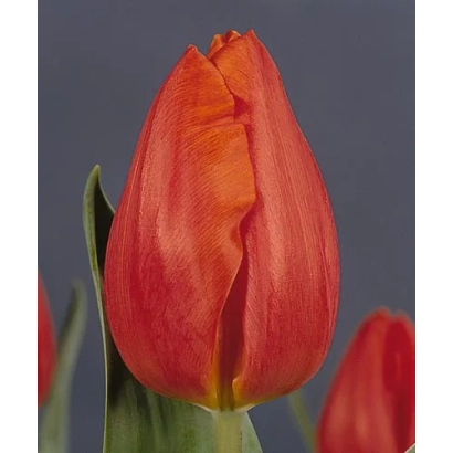 Red tulip on dark background - Frohnleiten