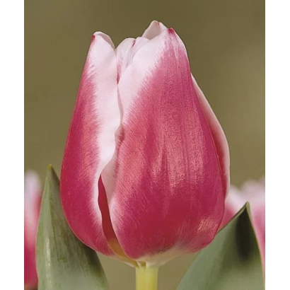 Tulip Funny Girl in a field