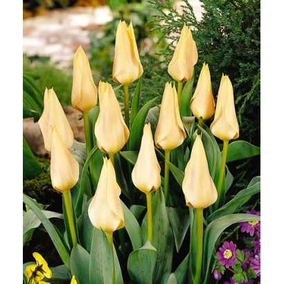 Yellow tulips of the Fur Elise variety against green foliage