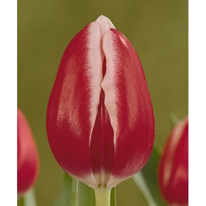 Red tulip variety Furand against green background