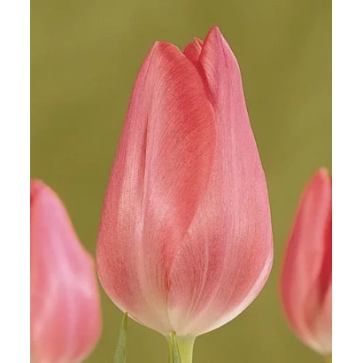 Pink tulip on green background - Fusarino