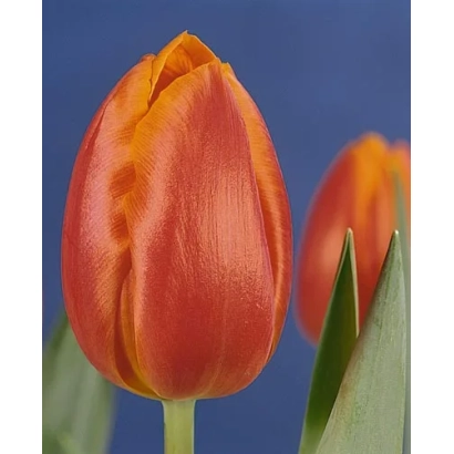 Orange tulip on a blue background - Fusor