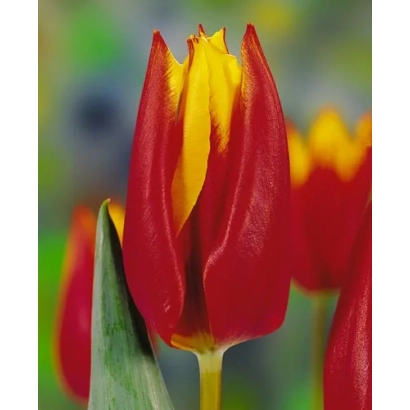 Red-yellow tulip Fuyoko on blurred background